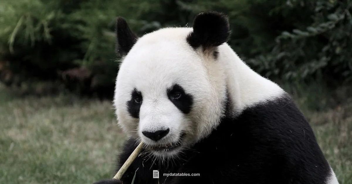 Export with to_csv - MyDataTables