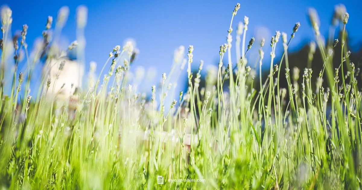 Open CSV Files - MyDataTables