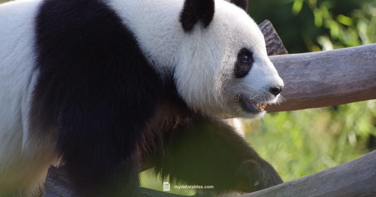 Pandas CSV Read - MyDataTables