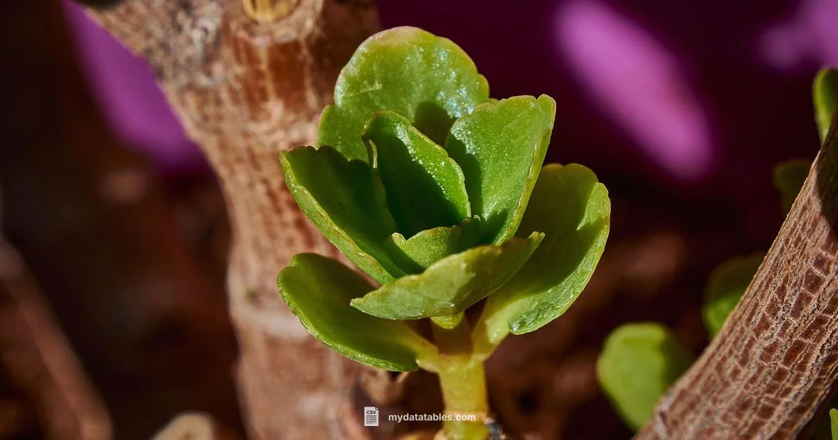 CSV Tool Guide - MyDataTables